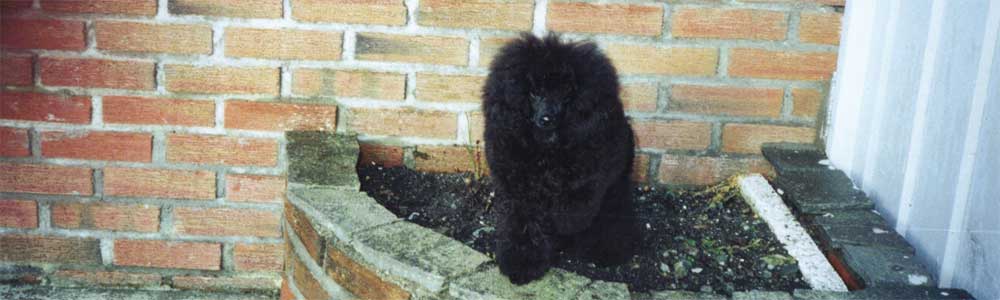 Kennel Bjelke's Bela